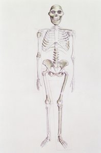 Skeleton of Australopithecus Africanus
